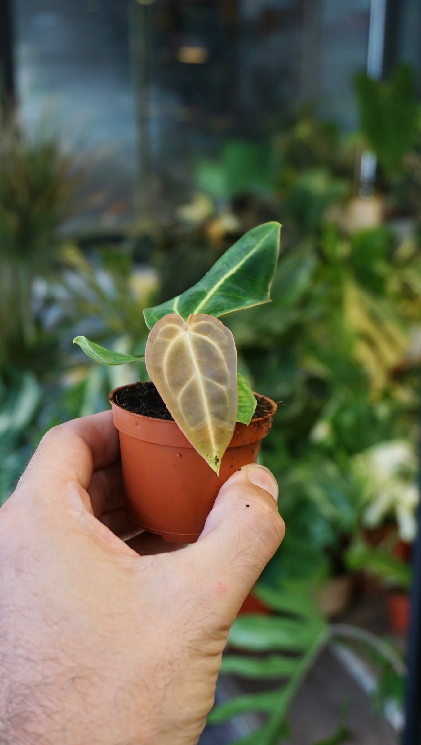 Anthurium Regale Baby studio plantes rares jungle jardinerie strasbourg rare plant shop online pflanzen