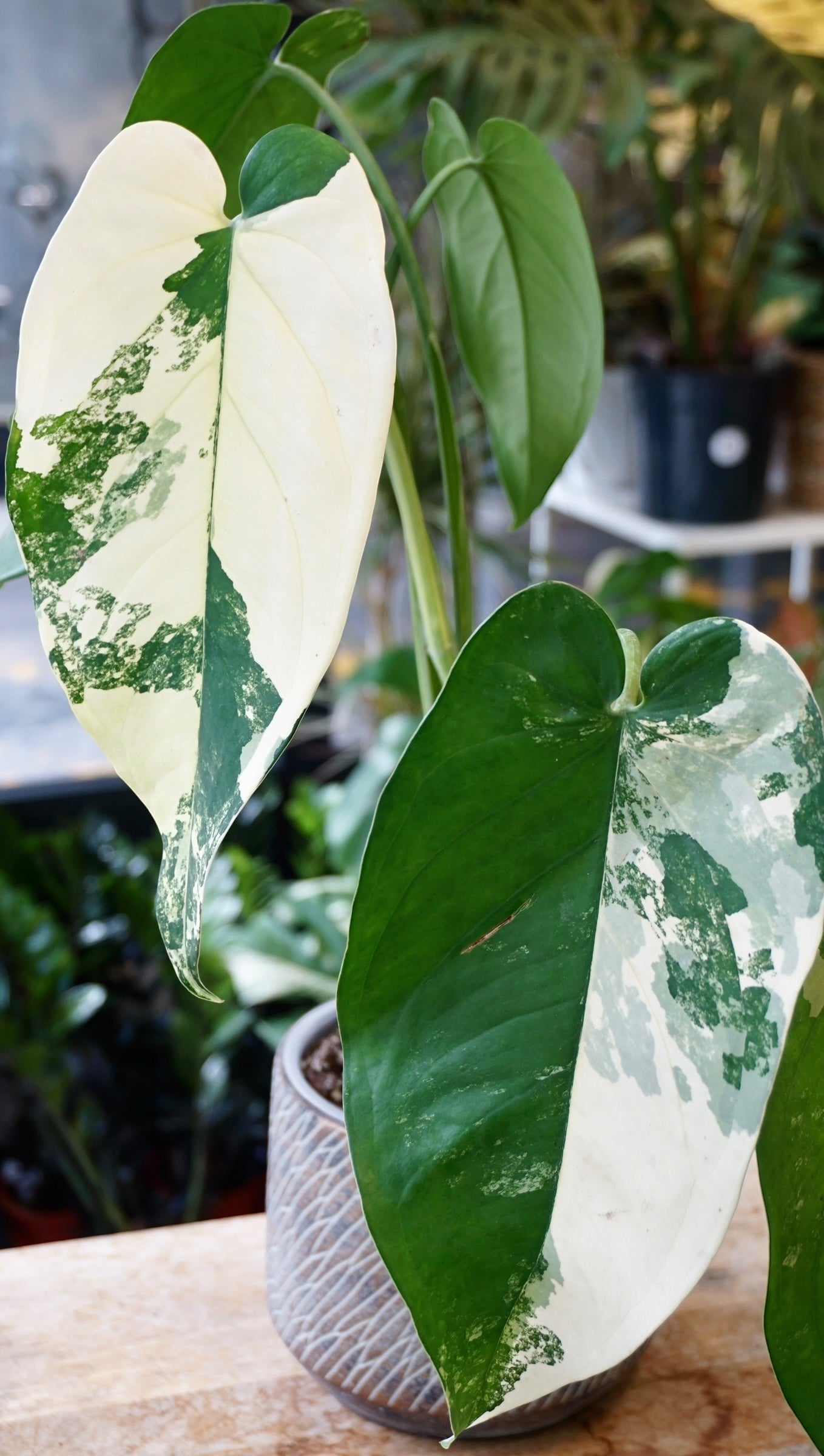 Syngonium Chiapense Albo Variegata