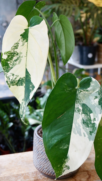 Syngonium Chiapense Albo Variegata