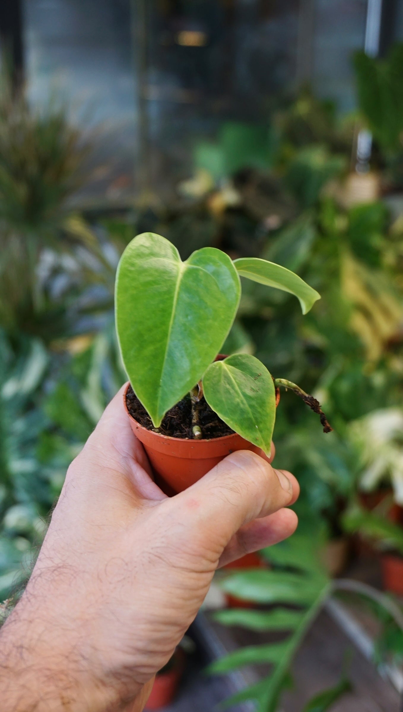 Anthurium Veitchii Baby studio plantes rares jungle jardinerie strasbourg rare plant shop online pflanzen
