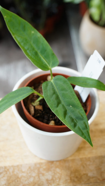 Anthurium Warhorse captain aroid studio plantes rares jungle jardinerie strasbourg rare plant shop online pflanzen