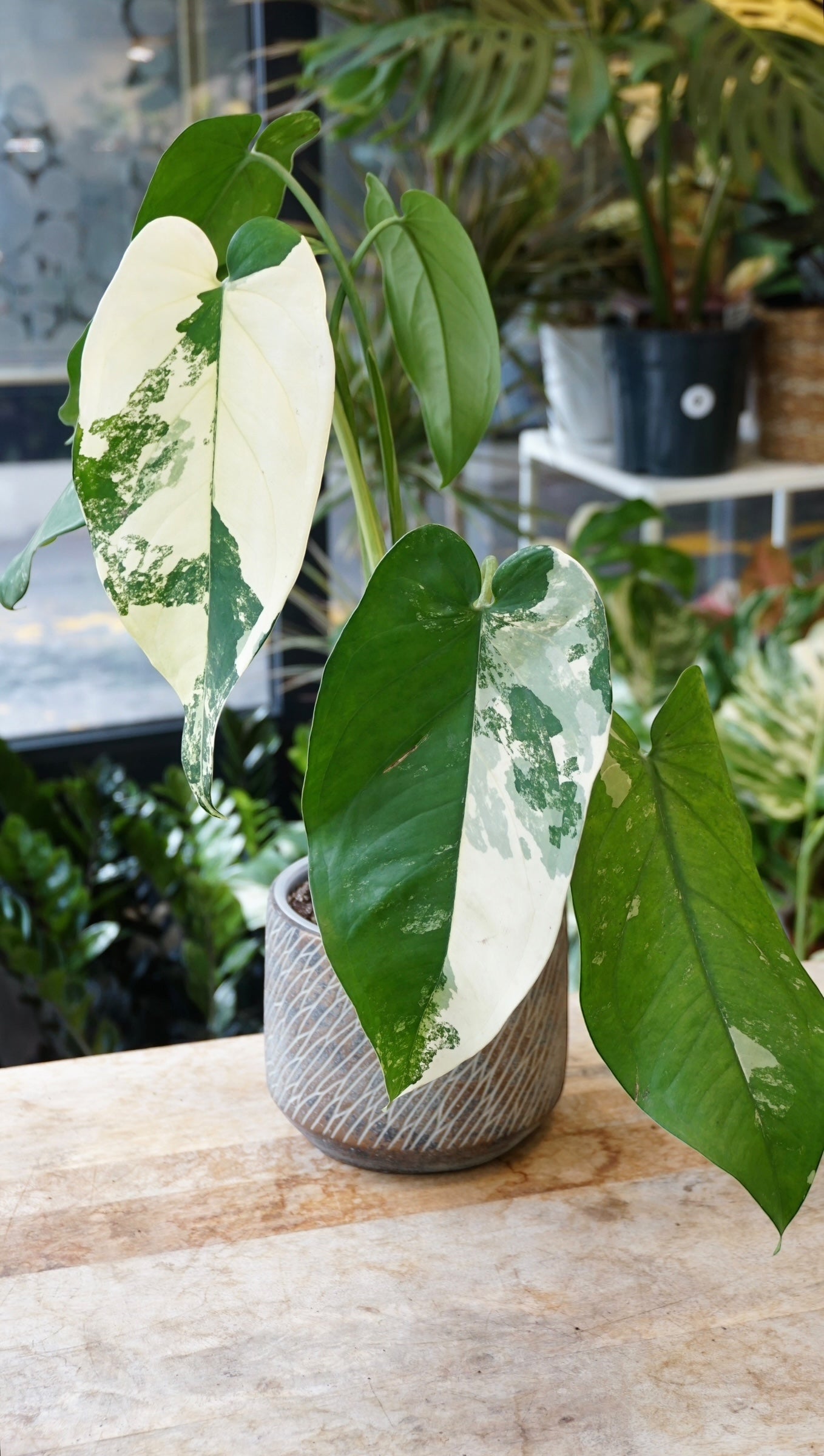 Syngonium Chiapense Albo Variegata