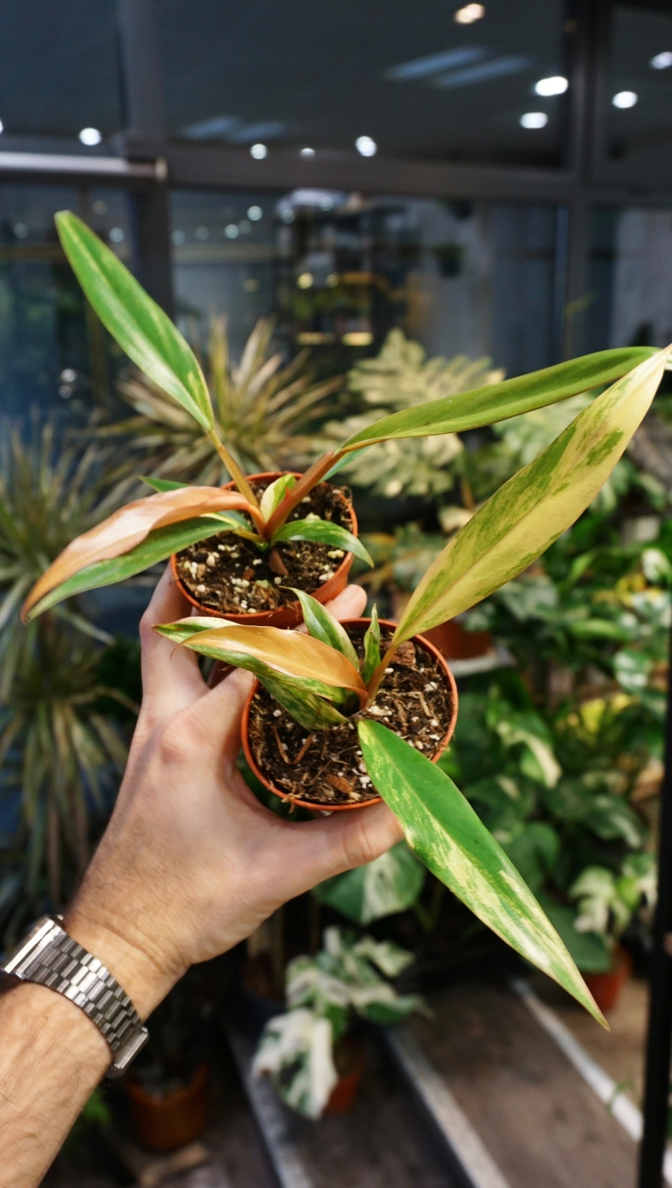 baby Philodendron Caramel Marble Variegata studio plantes rares jungle jardinerie strasbourg rare plant shop online pflanzen