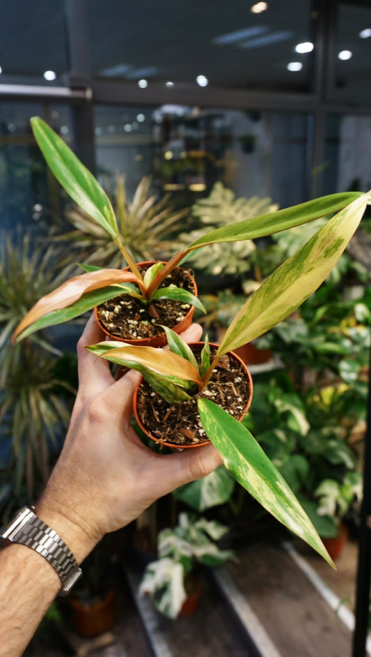 baby Philodendron Caramel Marble Variegata studio plantes rares jungle jardinerie strasbourg rare plant shop online pflanzen