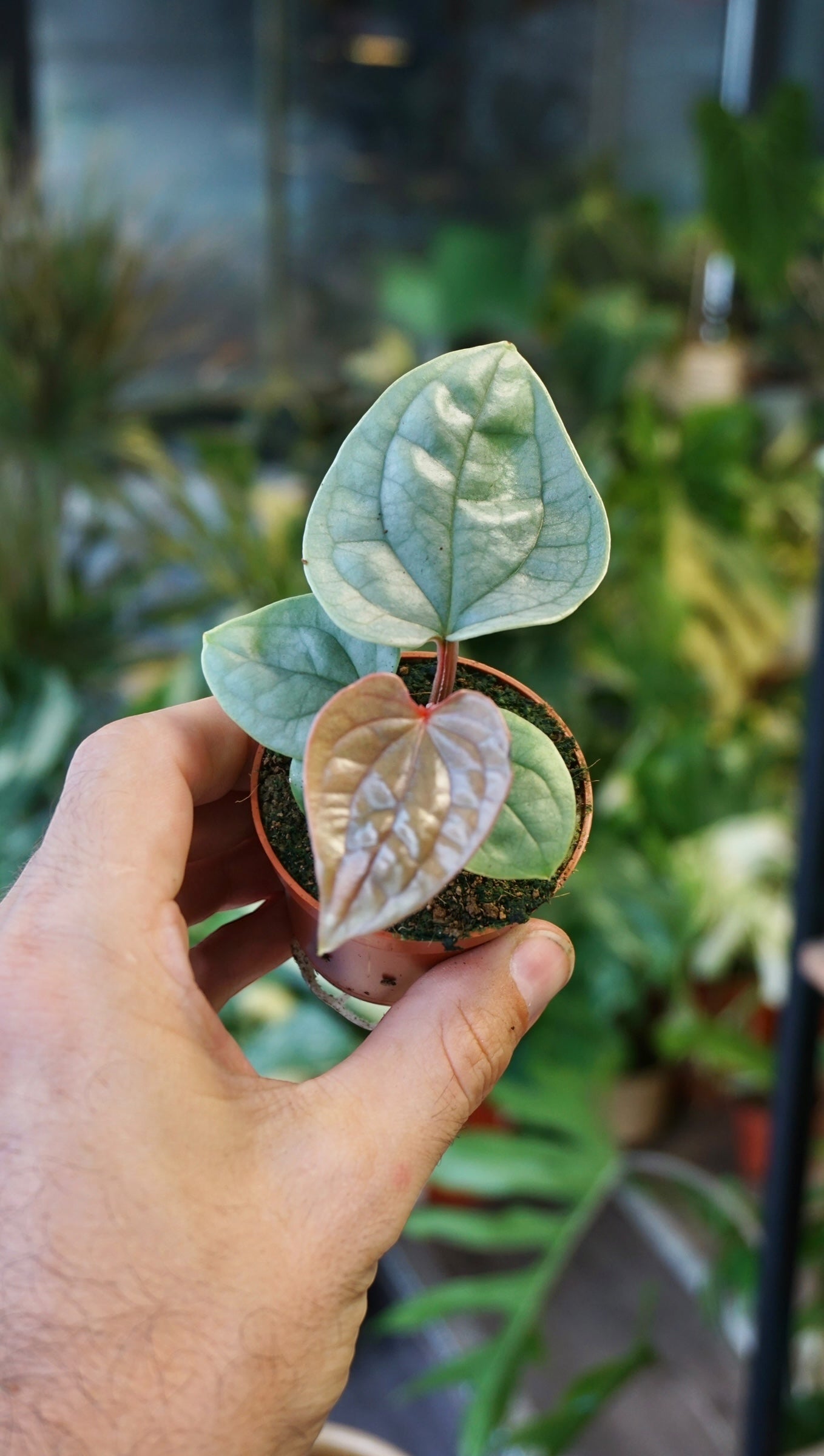 Anthurium Luxurians Baby studio plantes rares jungle jardinerie strasbourg rare plant shop online pflanzen