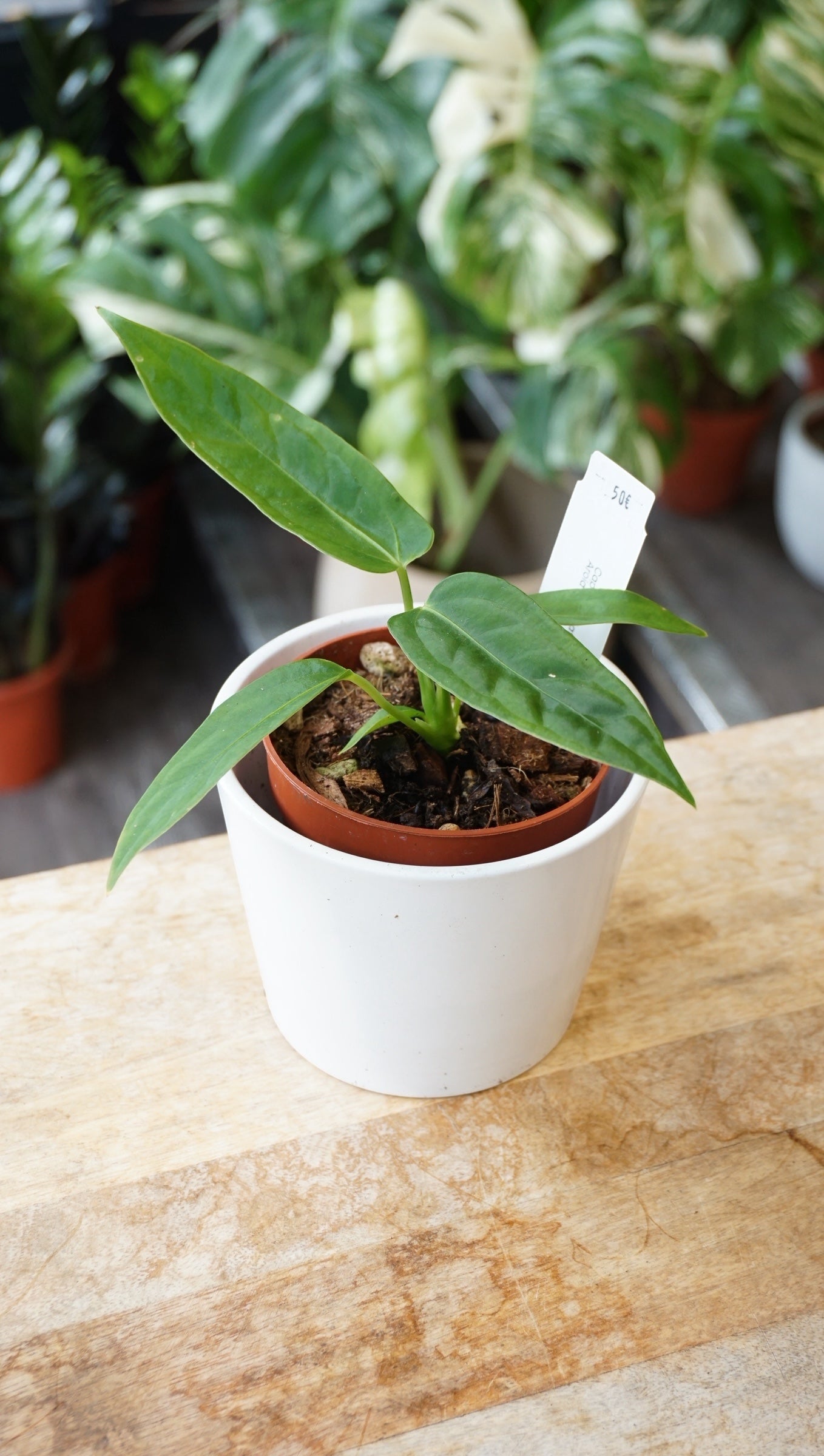 Anthurium Warhorse captain aroid studio plantes rares jungle jardinerie strasbourg rare plant shop online pflanzen