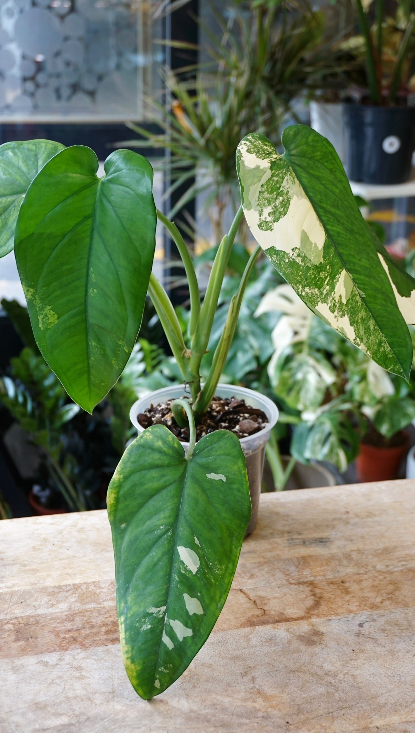 Syngonium Chiapense Albo Variegata