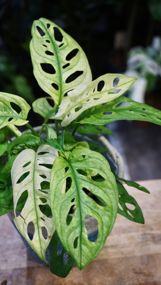 Monstera Adansonii Archipelago studio plantes rares jungle jardinerie strasbourg rare plant shop online pflanzen swedish ghost variegata