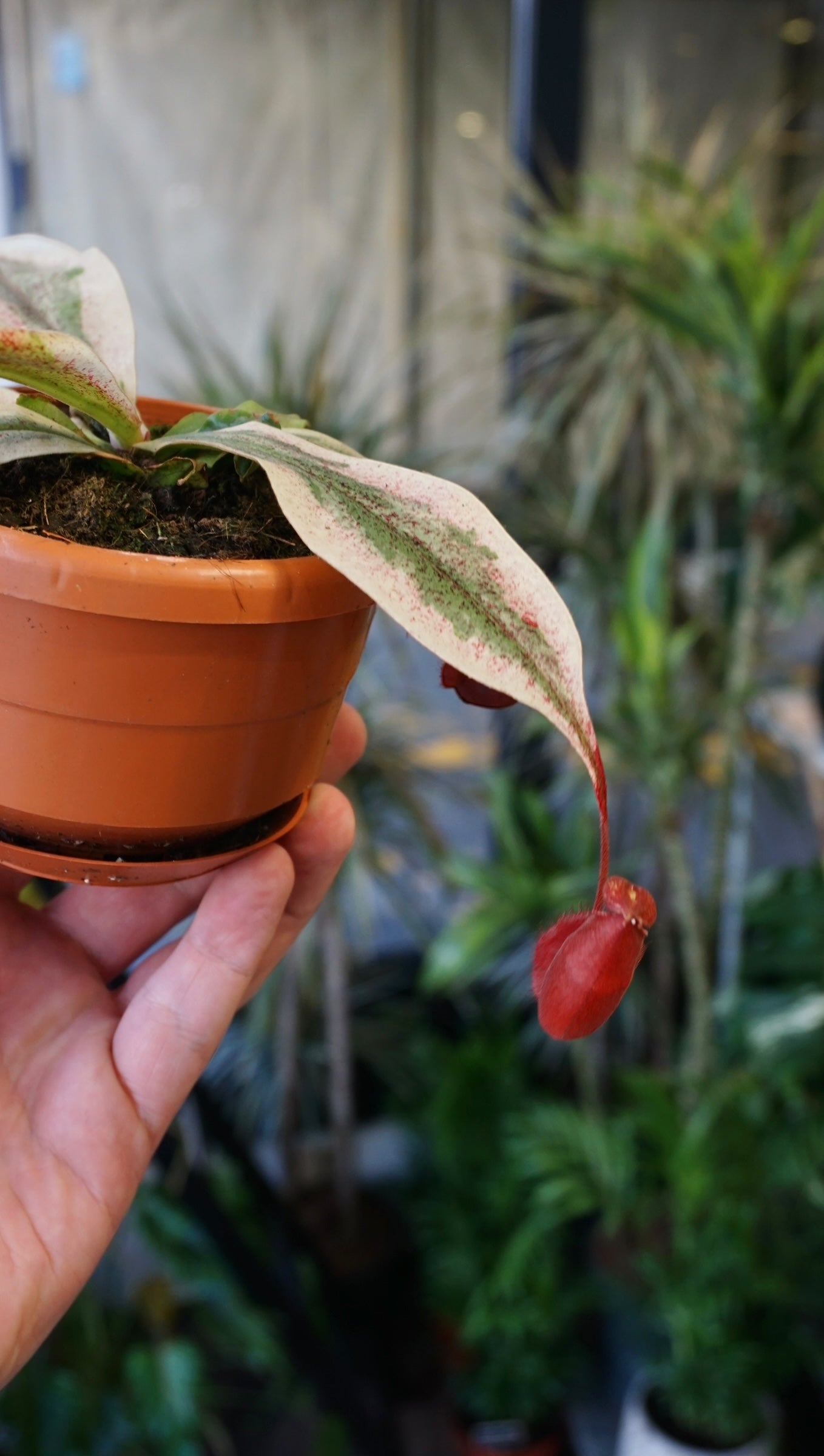 Nepenthes Viking x Ampullaria Variegata - Studio Plantes