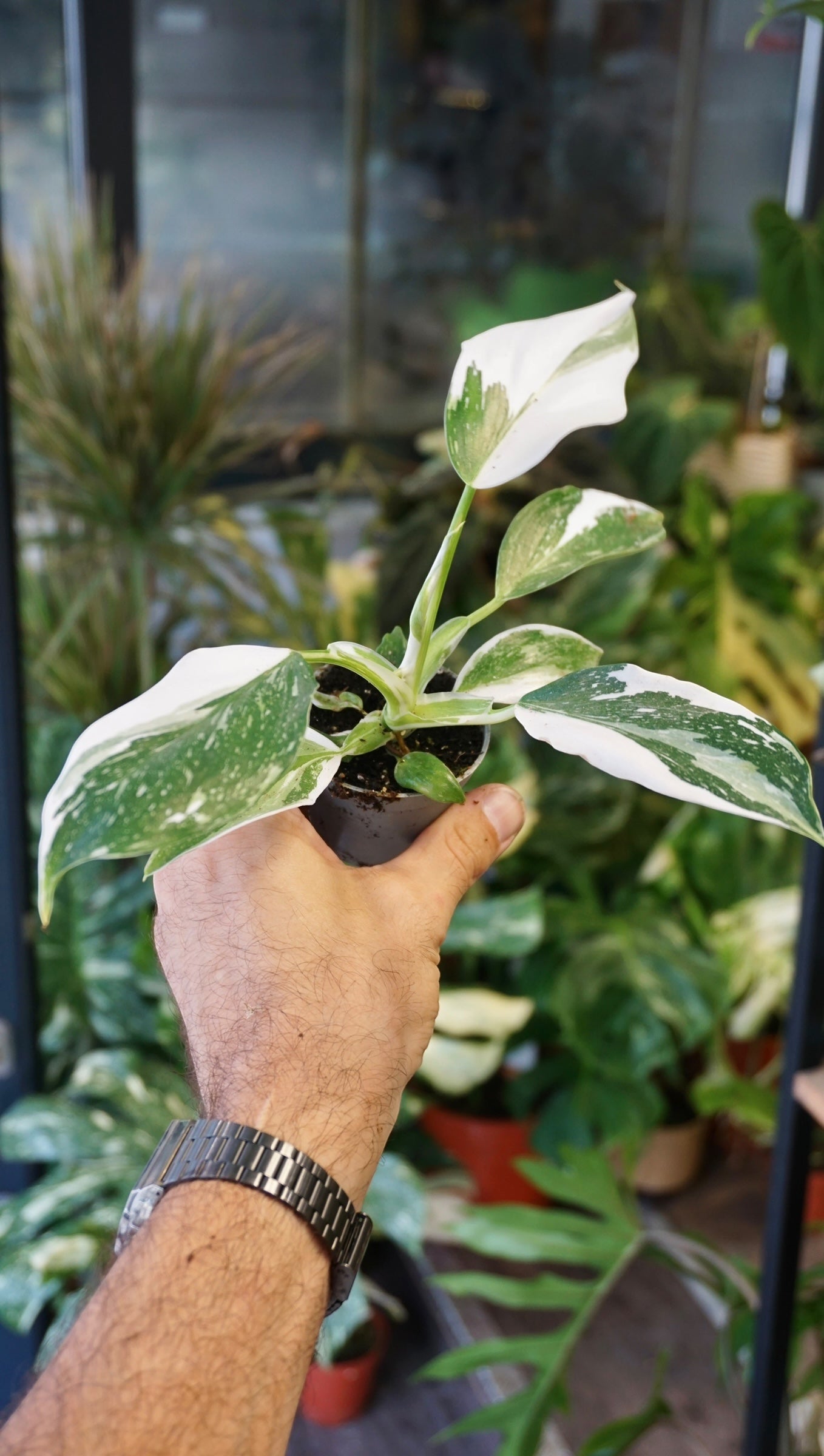 Philodendron White Wizzard baby plant studio plantes rares jungle jardinerie strasbourg rare plant shop online pflanzen