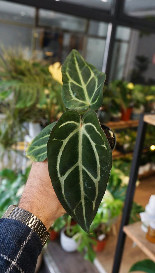 Anthurium Carlablackiae studio plantes rares jungle jardinerie strasbourg rare plant shop online pflanzen