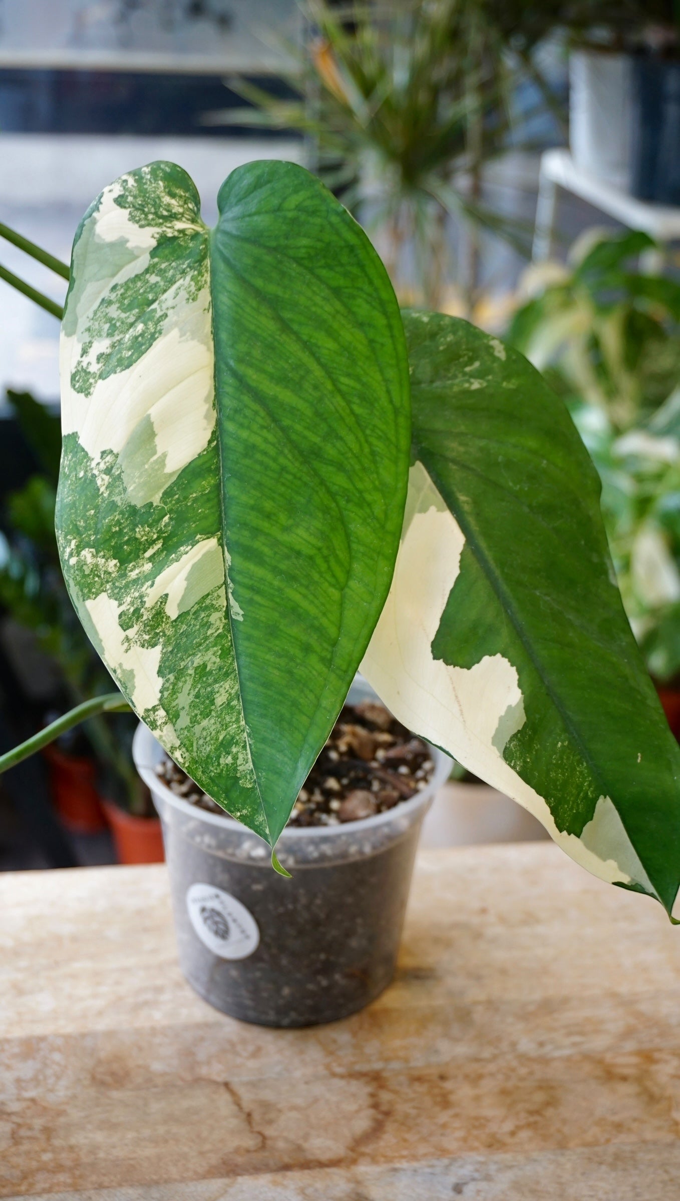 Syngonium Chiapense Albo Variegata