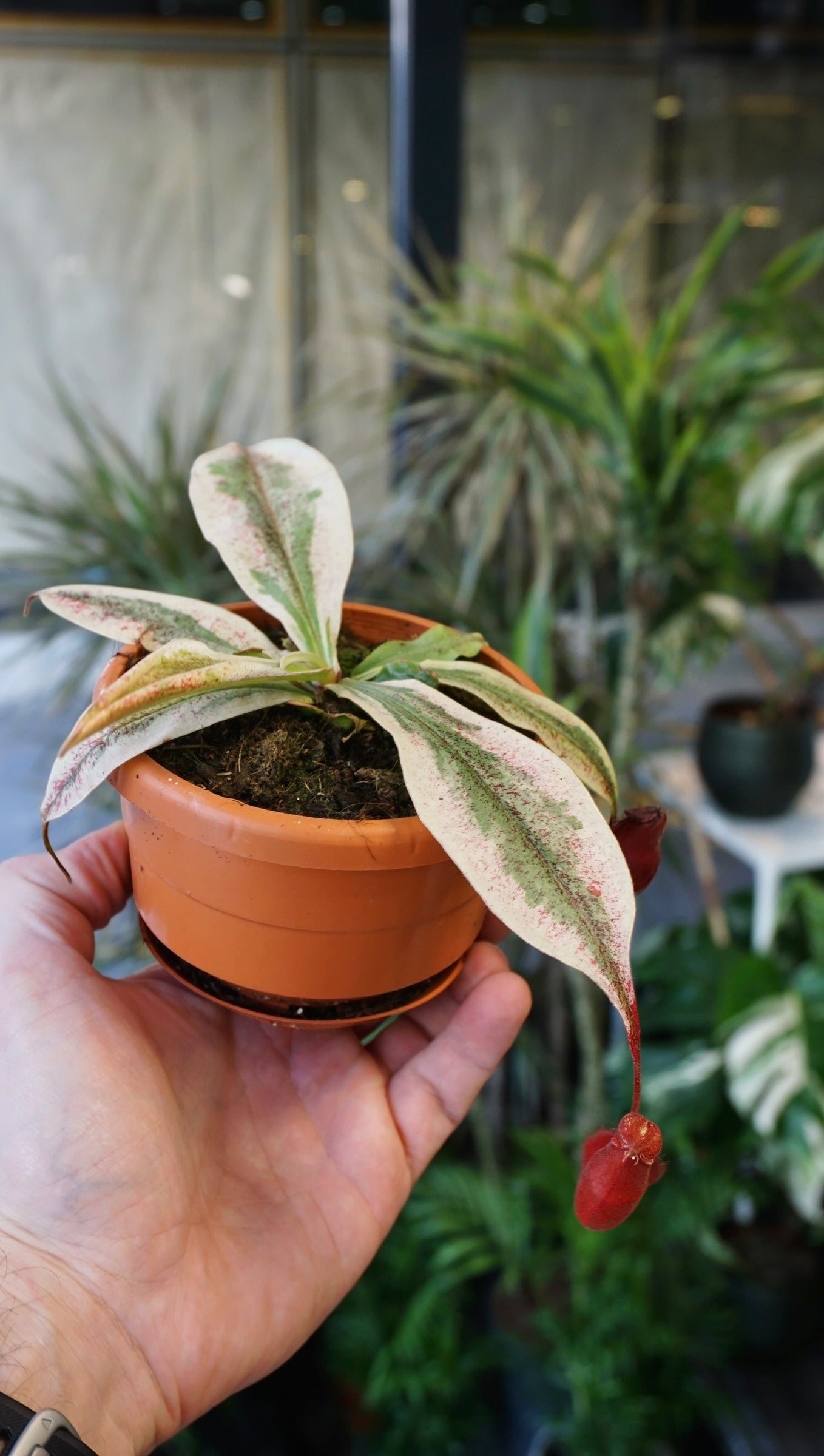 Nepenthes Viking x Ampullaria Variegata - Studio Plantes