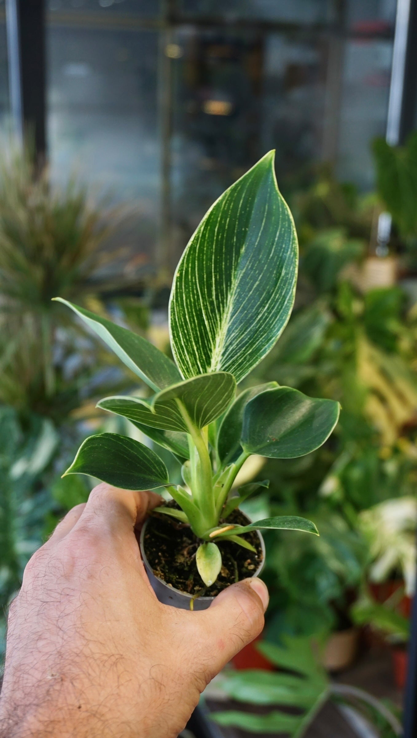 Philodendron Birkin baby studio plantes rares jungle jardinerie strasbourg rare plant shop online pflanzen