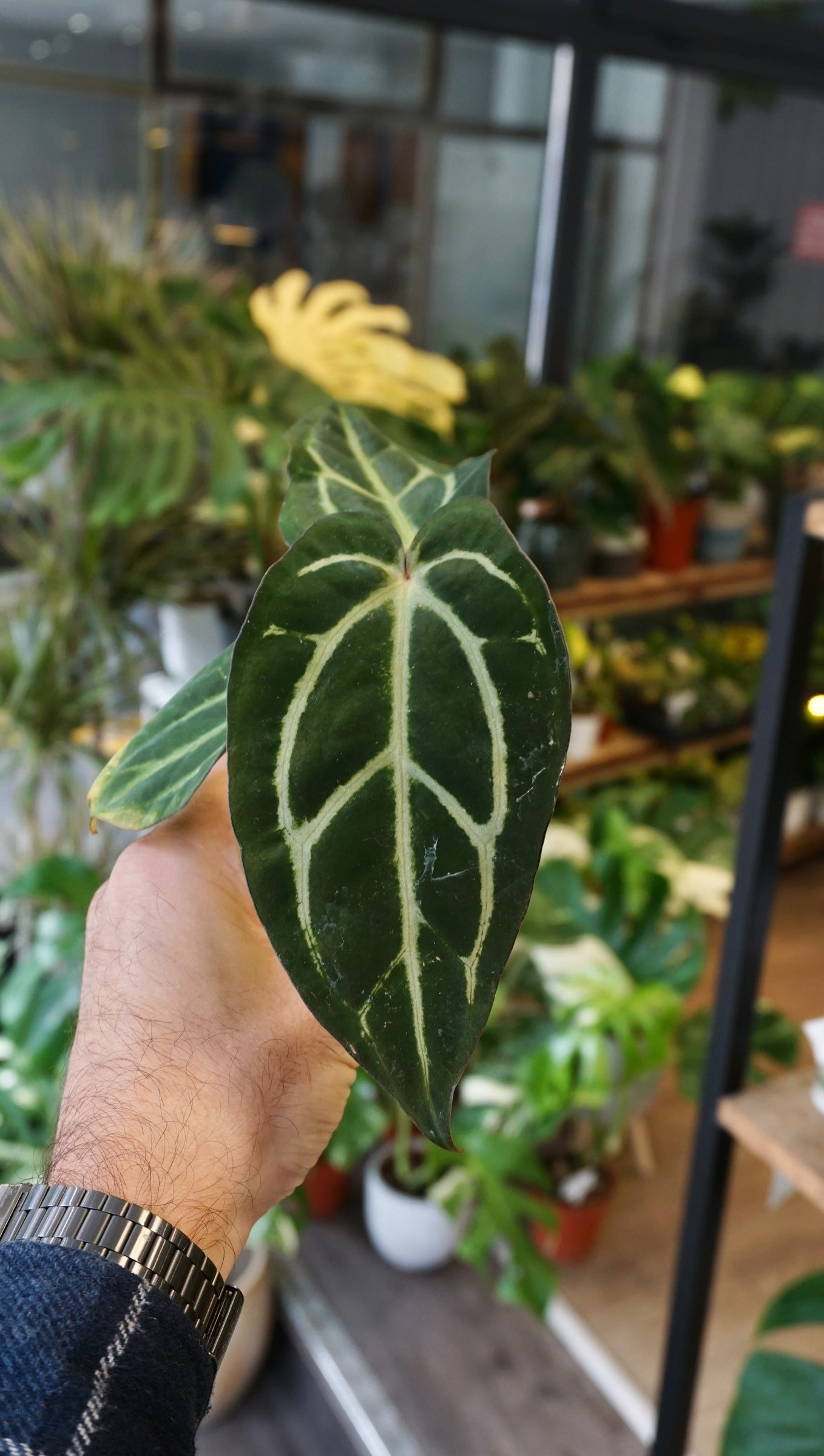 Anthurium Carlablackiae | Rare Plant | Studio Plants – Studio Plantes