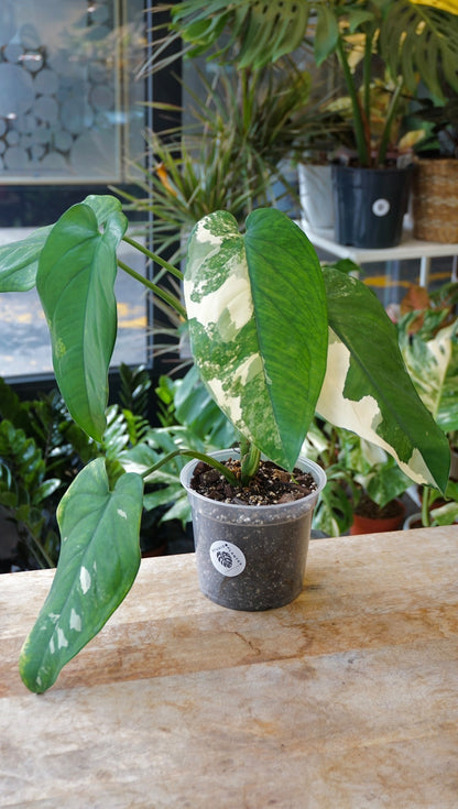 Syngonium Chiapense Albo Variegata