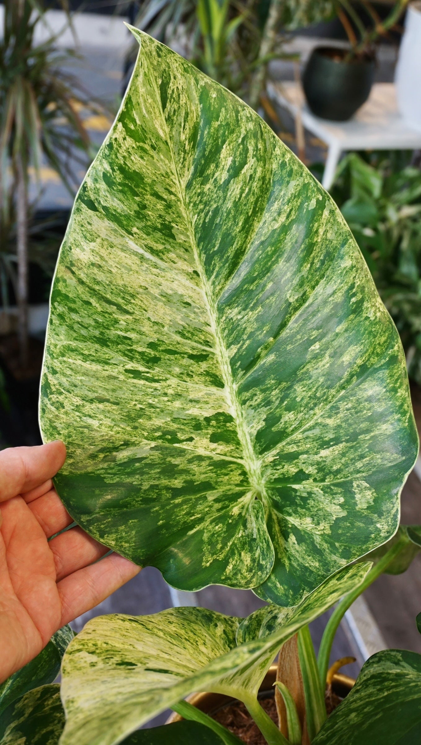 Philodendron Giganteum Blizzard