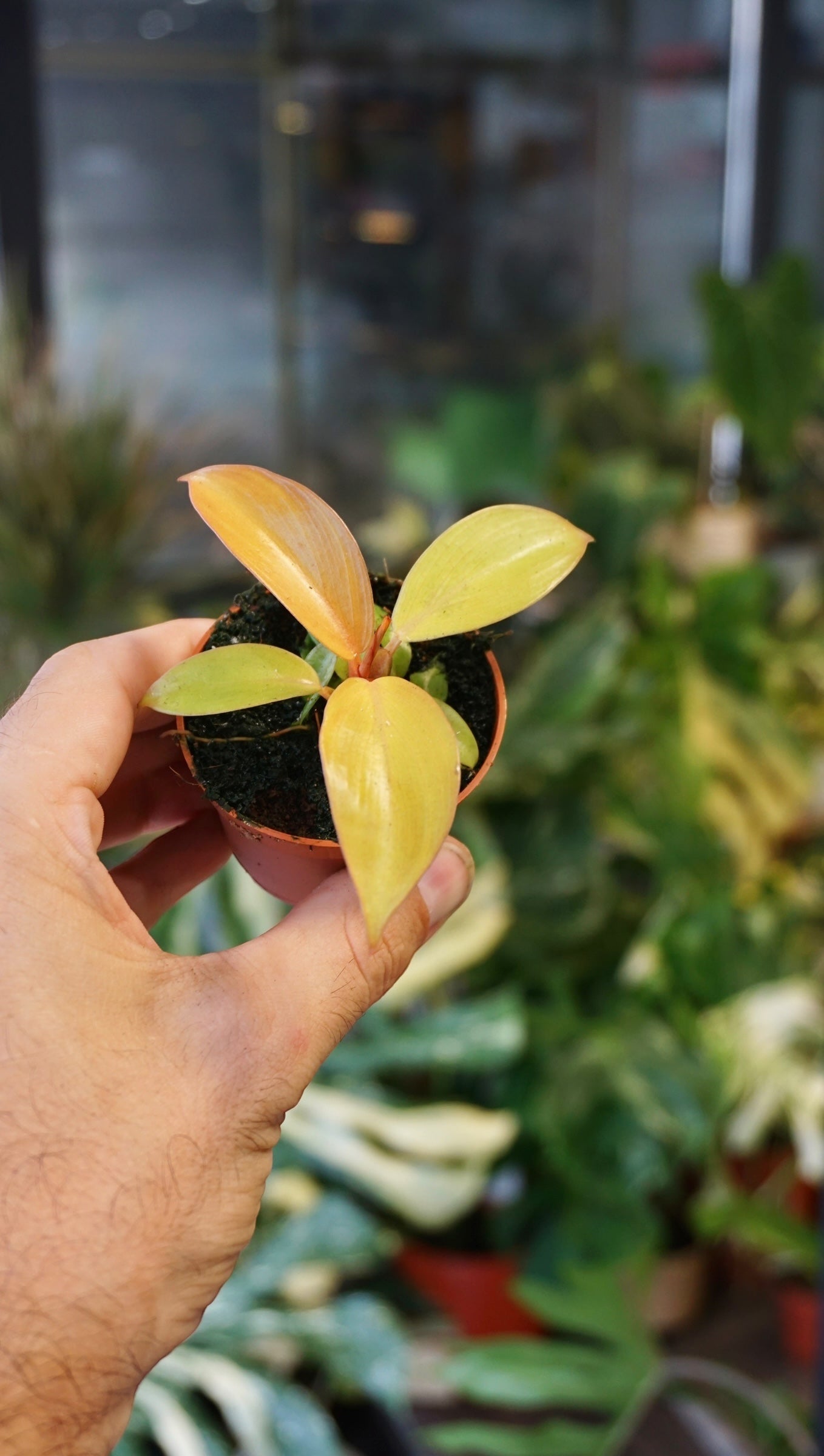 Philodendron Prince of Orange baby studio plantes rares jungle jardinerie strasbourg rare plant shop online pflanzen