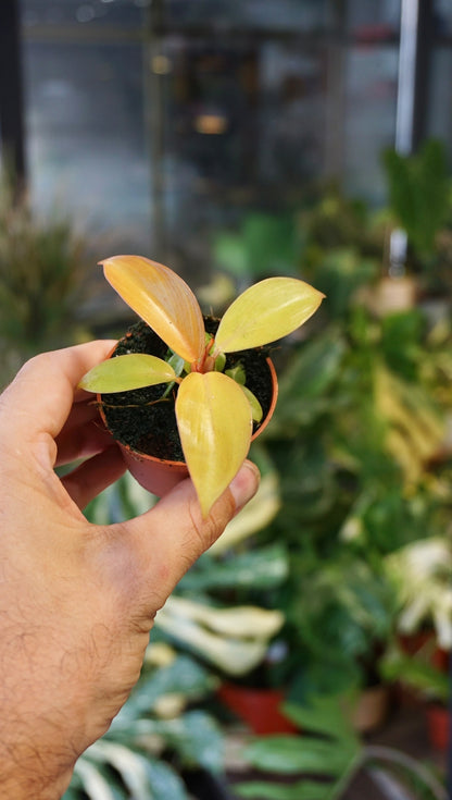 Philodendron Prince of Orange baby studio plantes rares jungle jardinerie strasbourg rare plant shop online pflanzen