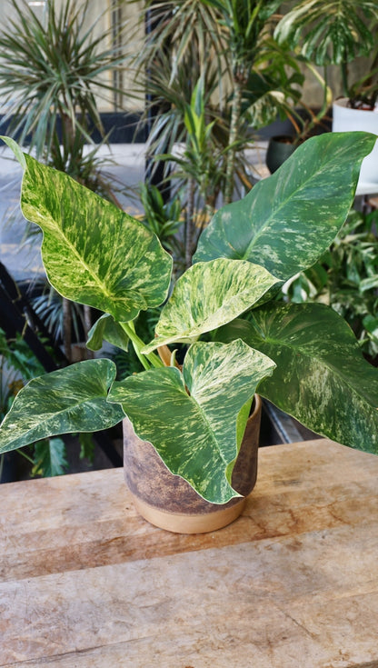 Philodendron Giganteum Blizzard