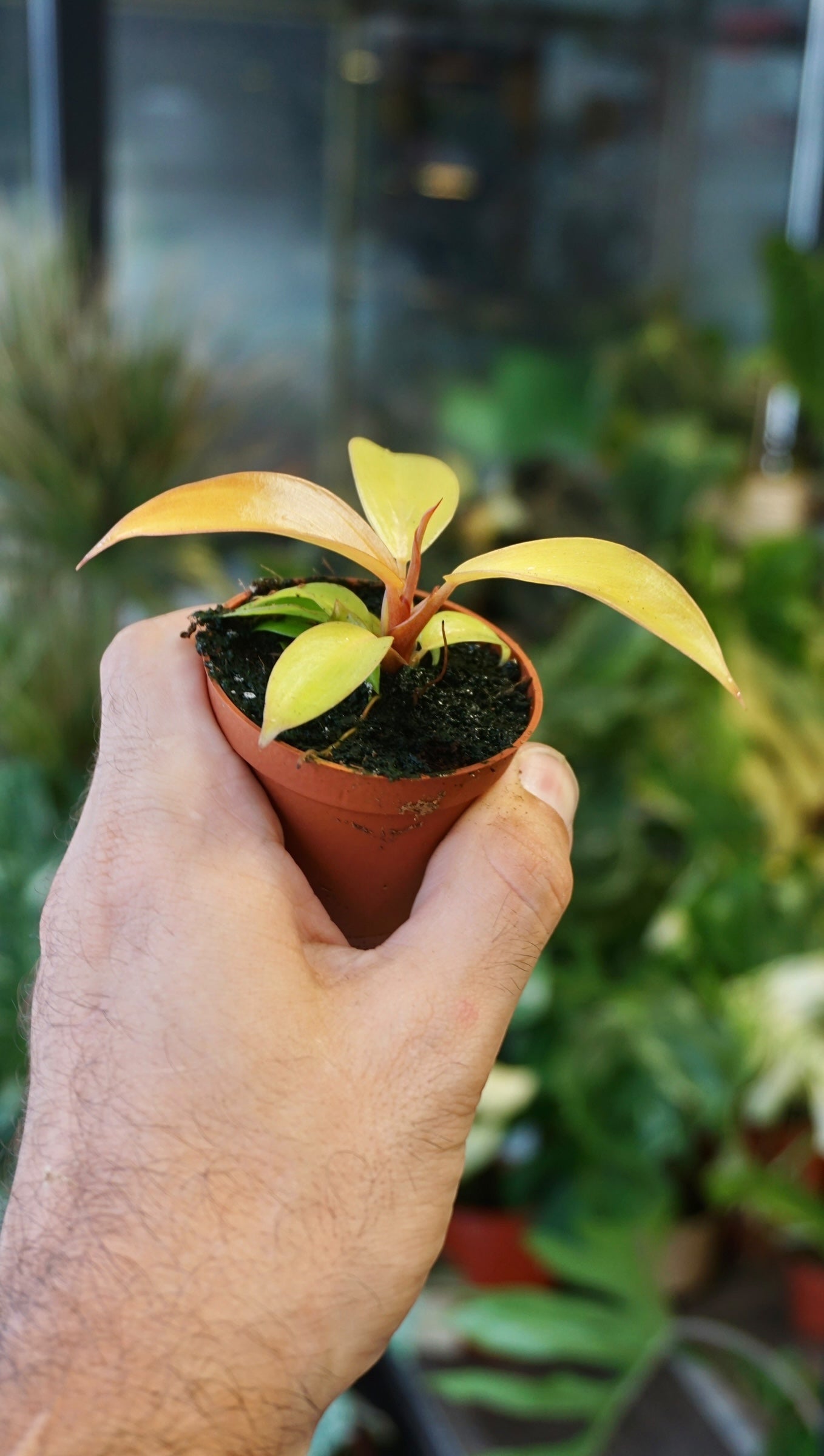 Philodendron Prince of Orange baby studio plantes rares jungle jardinerie strasbourg rare plant shop online pflanzen