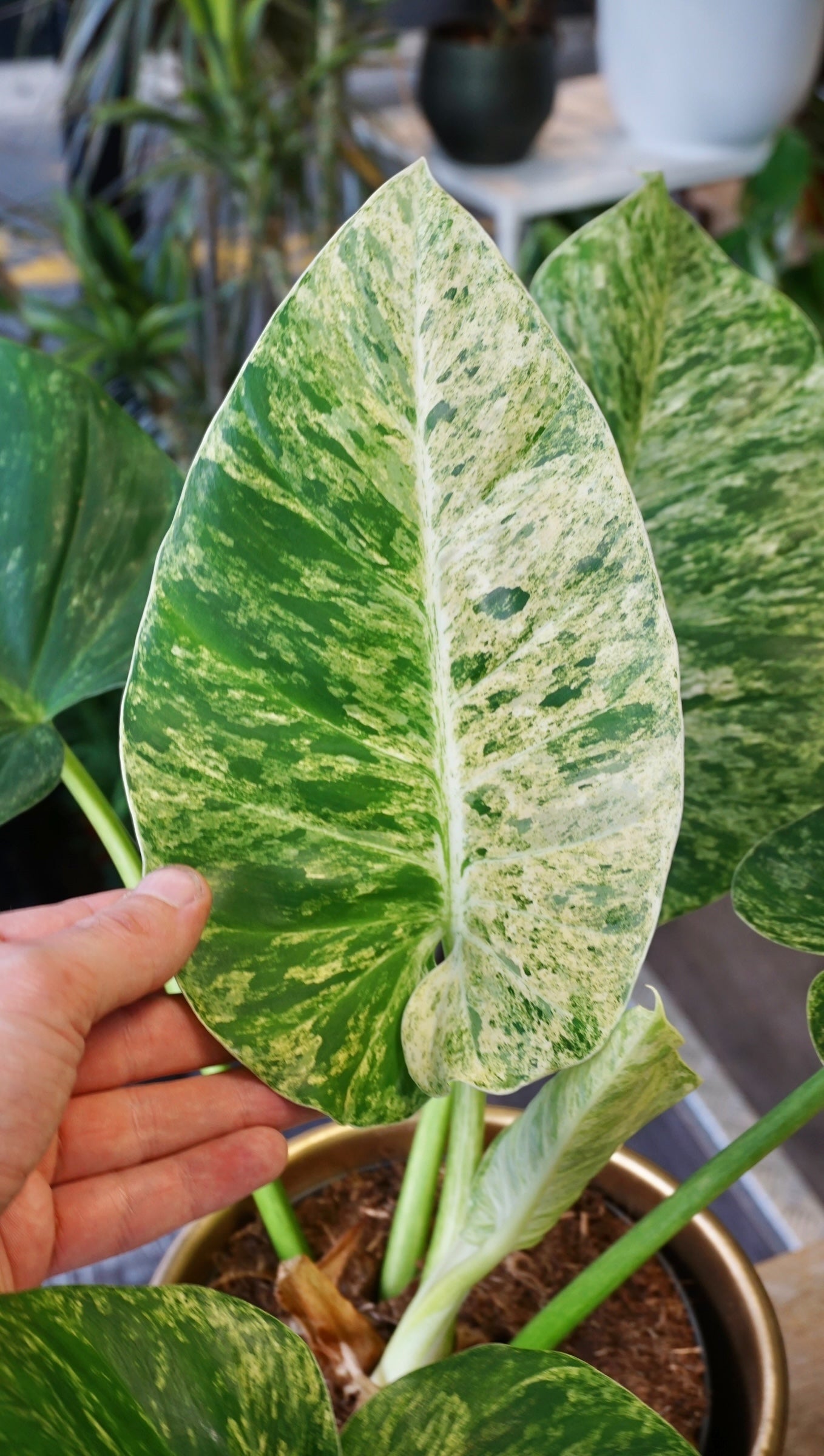 Philodendron Giganteum Blizzard