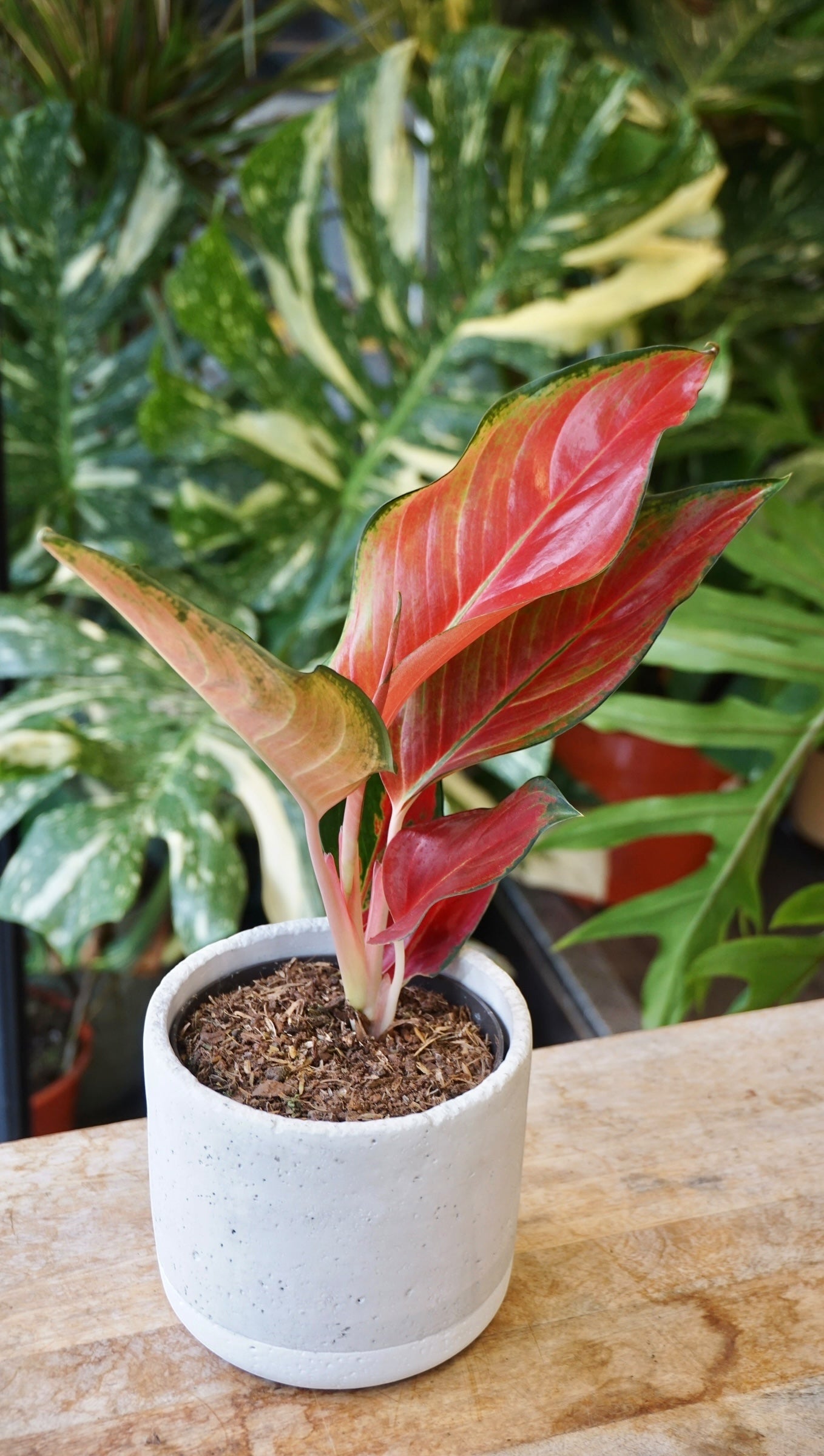 Aglaonema Cherry Baby Chili Red studio plantes rares jungle jardinerie strasbourg rare plant shop online pflanzen