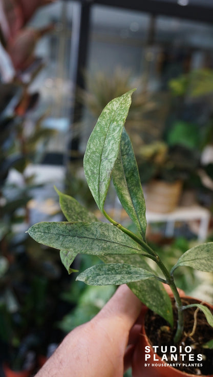 Hoya Multiflora Silver Splash