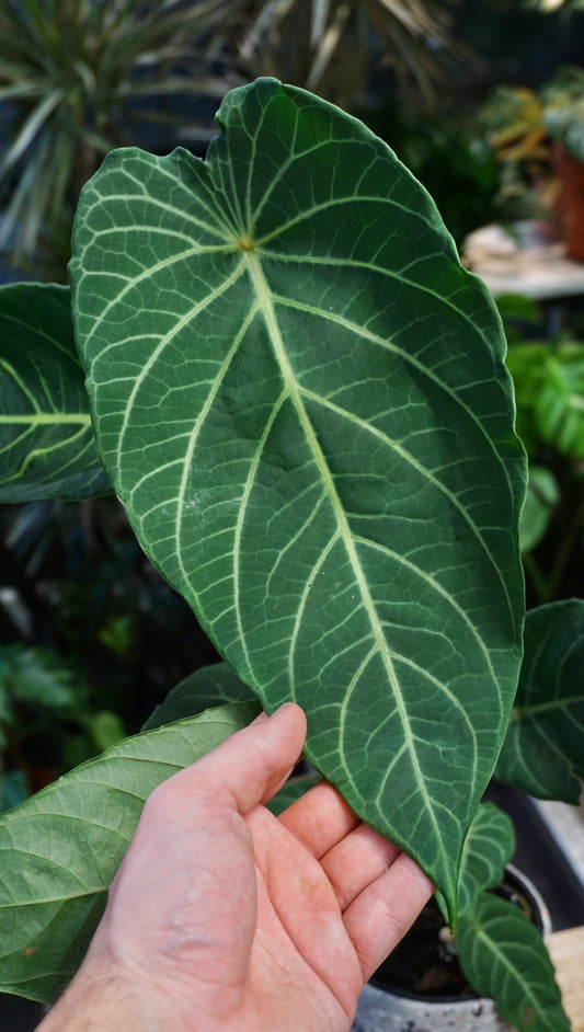 Piper Albert Smithii poivrier studio plantes rares jungle jardinerie strasbourg rare plant shop online pflanzen