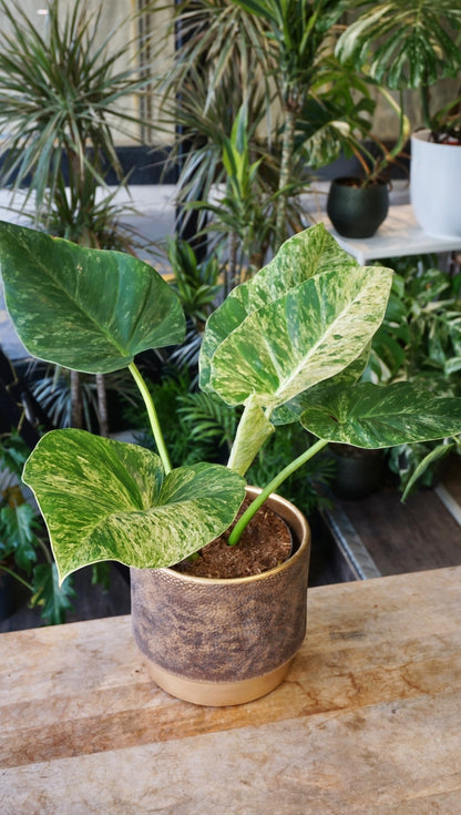 Philodendron Giganteum Blizzard