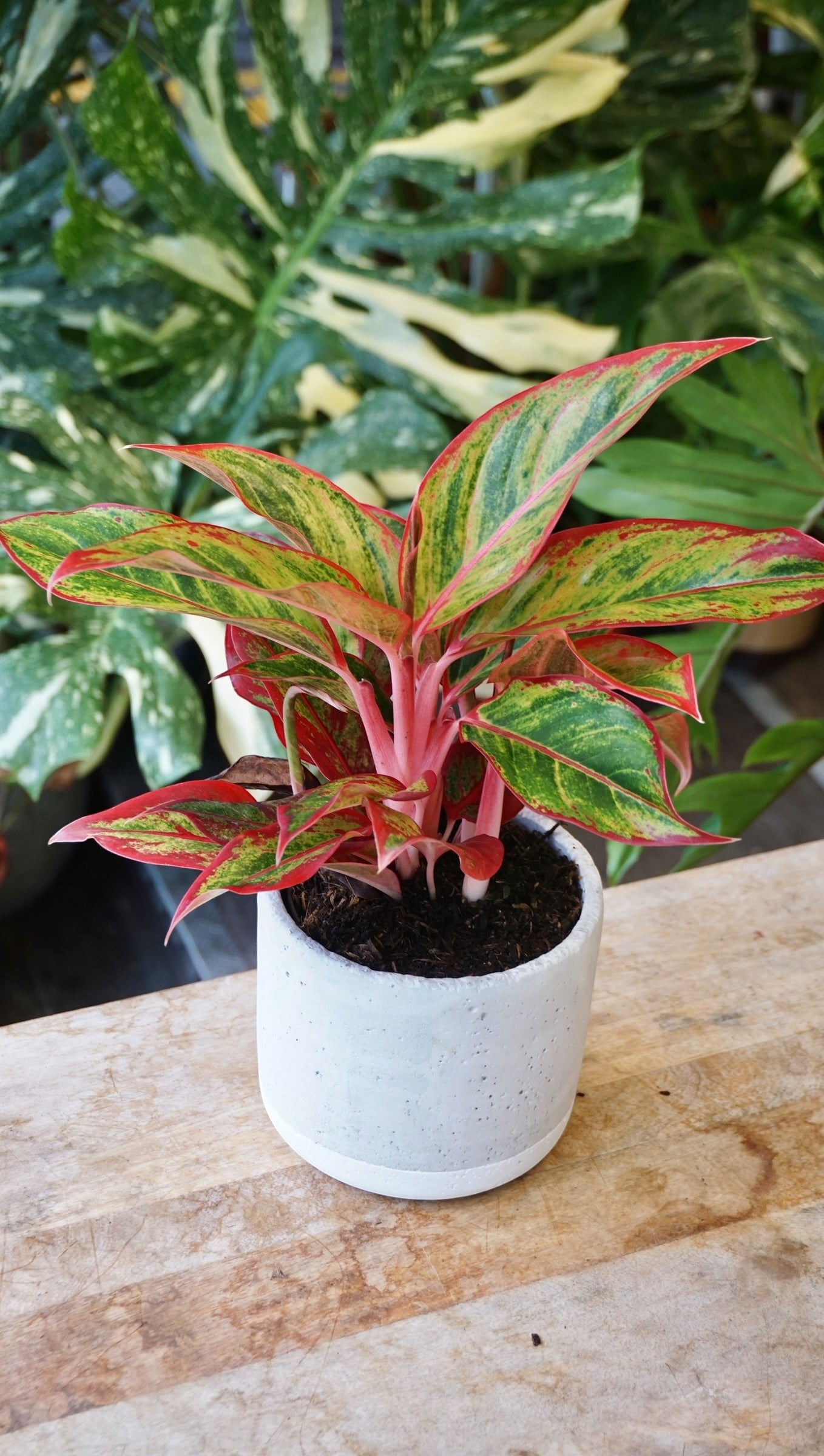 Aglaonema Jungle Lava studio plantes rares jungle jardinerie strasbourg rare plant shop online pflanzen