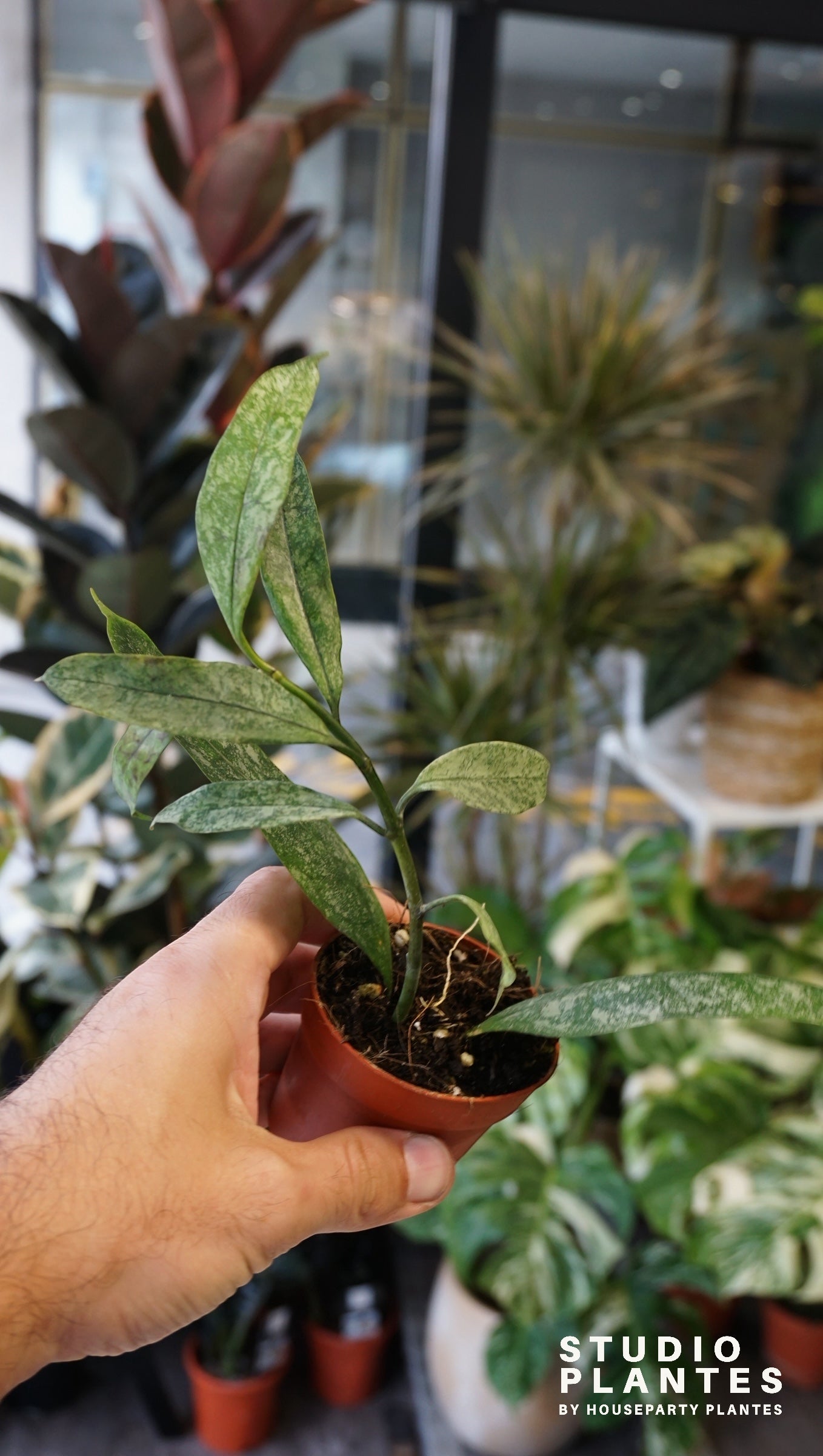 Hoya Multiflora Silver Splash