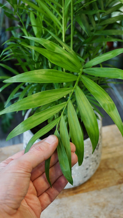 Chamaedorea Elegans