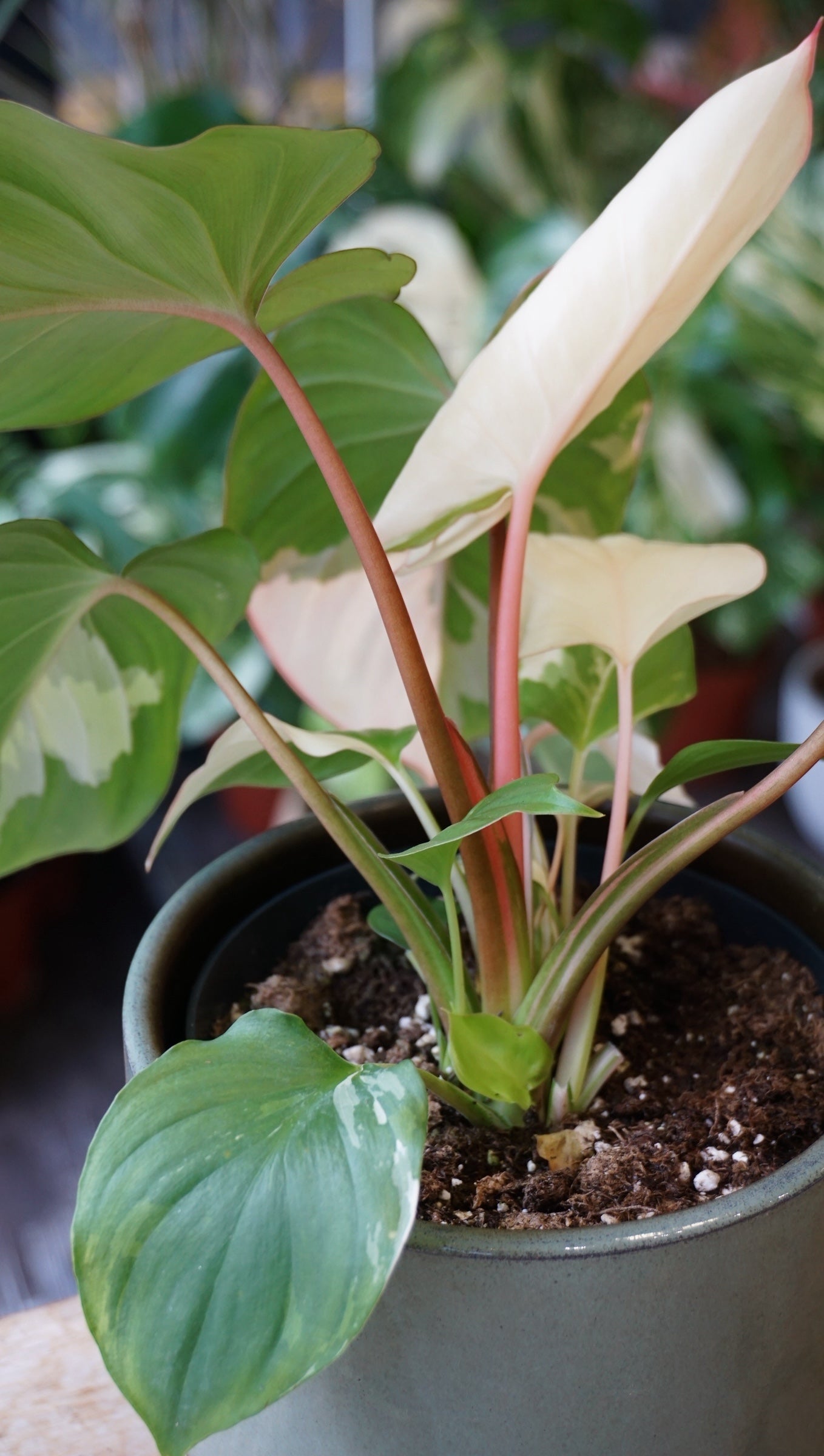 Homalomena Rubescens Albo Variegata studio plantes rares jungle jardinerie strasbourg rare plant shop online pflanzen