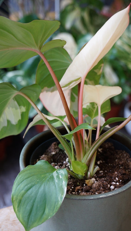 Homalomena Rubescens Albo Variegata studio plantes rares jungle jardinerie strasbourg rare plant shop online pflanzen