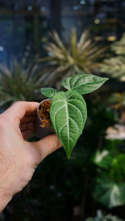 baby Piper Albert Smithii poivrier studio plantes rares jungle jardinerie strasbourg rare plant shop online pflanzen