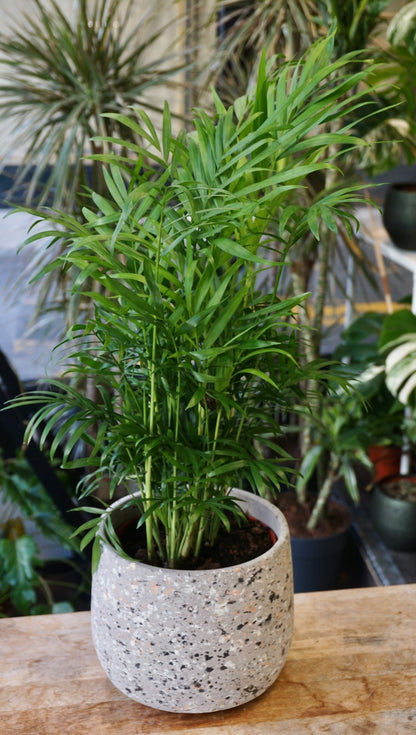 Chamaedorea Elegans