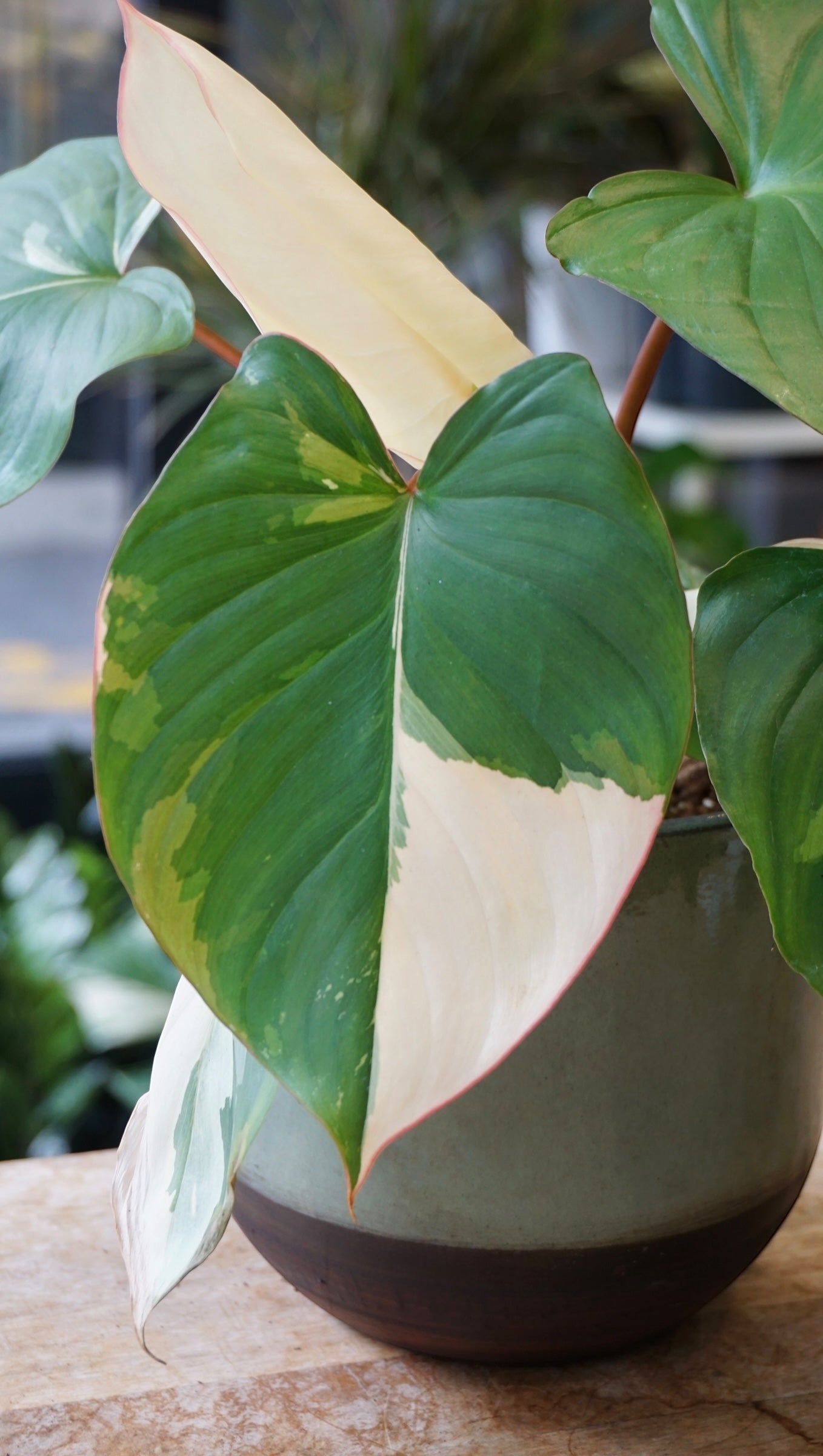 Homalomena Rubescens Albo Variegata studio plantes rares jungle jardinerie strasbourg rare plant shop online pflanzen