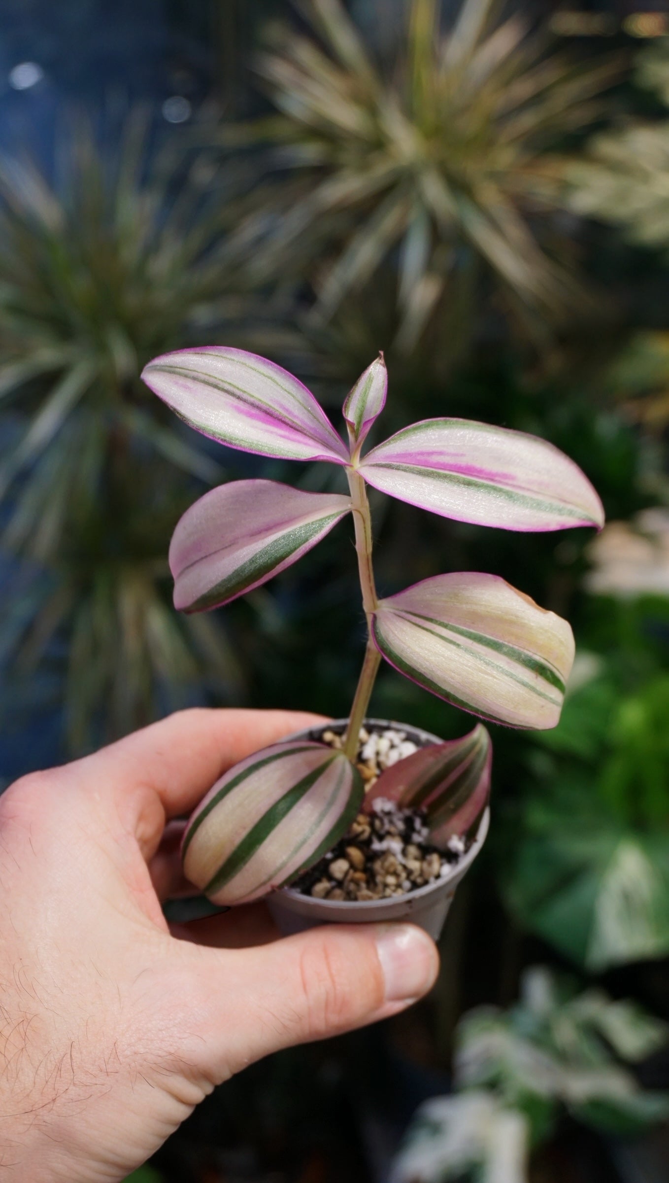 Tradescantia Jungle Fever studio plantes rares jungle jardinerie strasbourg rare plant shop online pflanzen