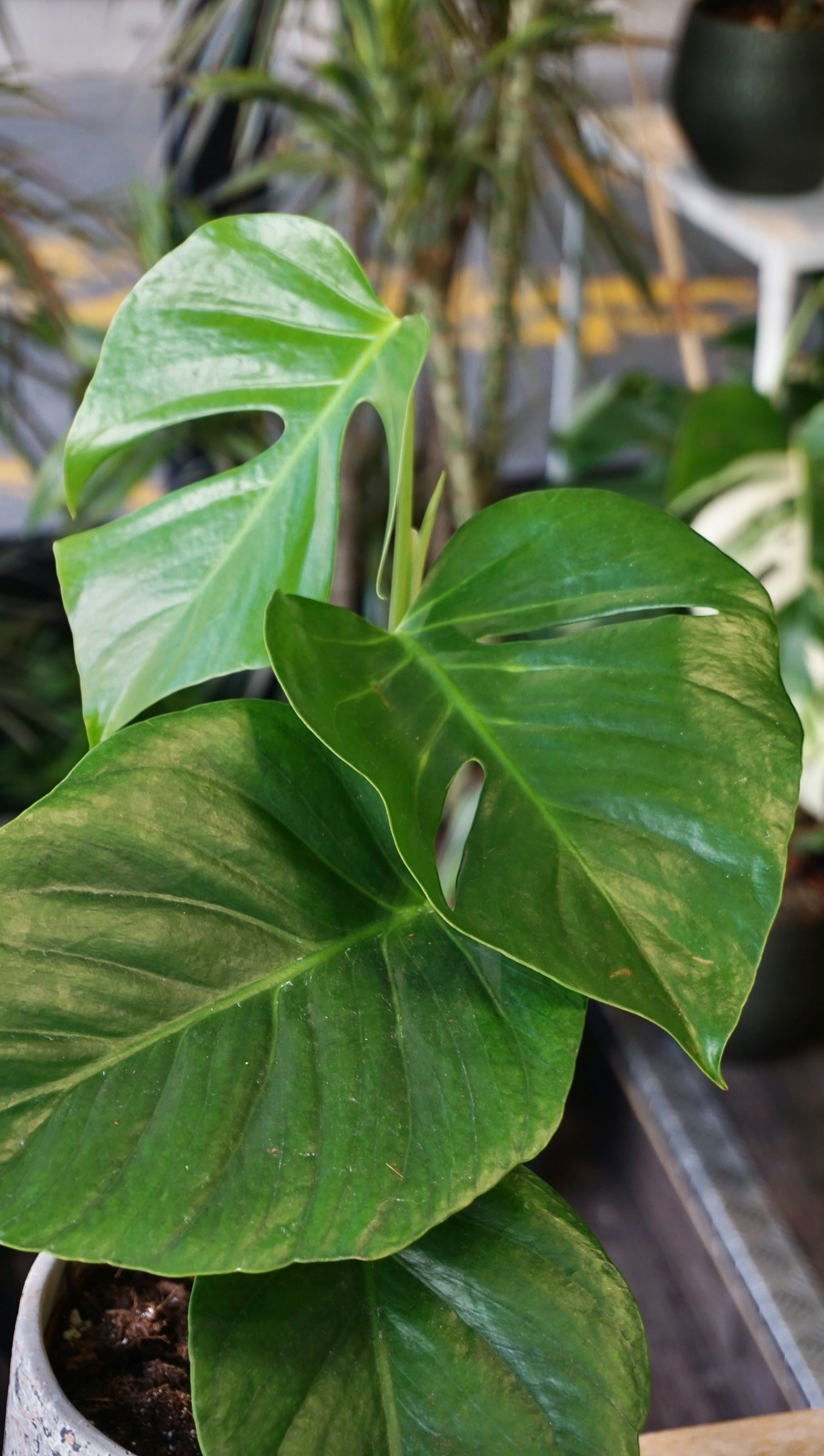 philodendron caramel marble Philodendron Caramel marble main image 0