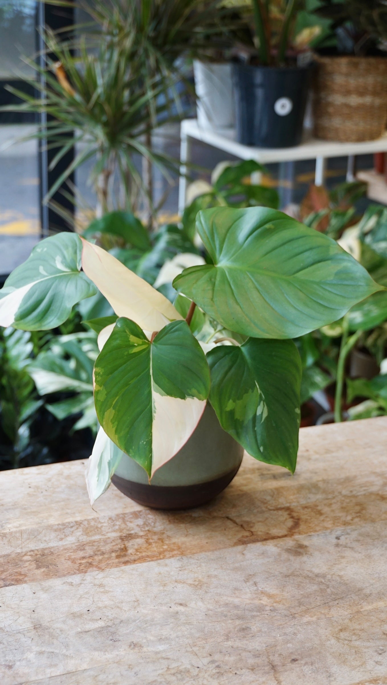 Homalomena Rubescens Albo Variegata studio plantes rares jungle jardinerie strasbourg rare plant shop online pflanzen