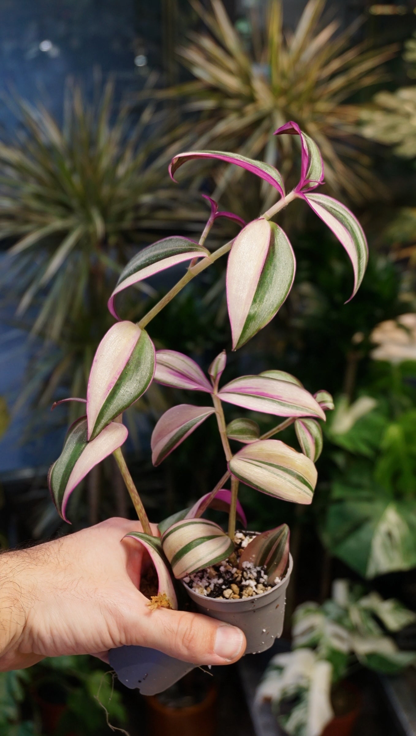 Tradescantia Jungle Fever studio plantes rares jungle jardinerie strasbourg rare plant shop online pflanzen