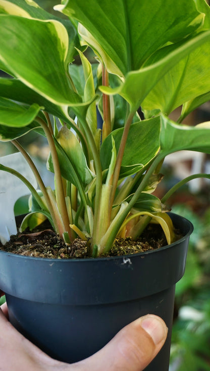 Homalomena Sunshine Variegata studio plantes rares jungle jardinerie strasbourg rare plant shop online pflanzen