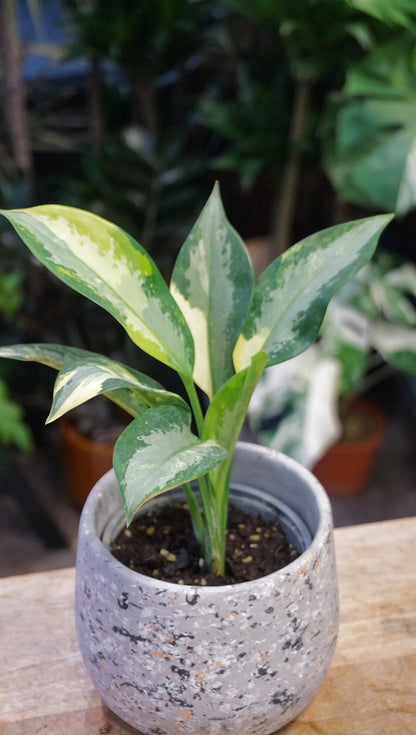 Aglaonema Suvarnabhumi Variegata studio plantes rares jungle jardinerie strasbourg rare plant shop online pflanzen