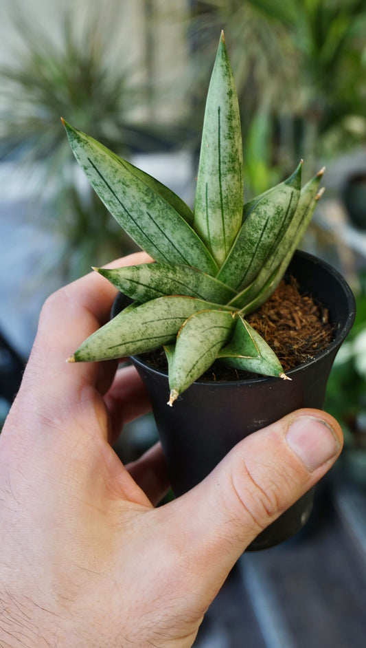 Sansevieria Intii