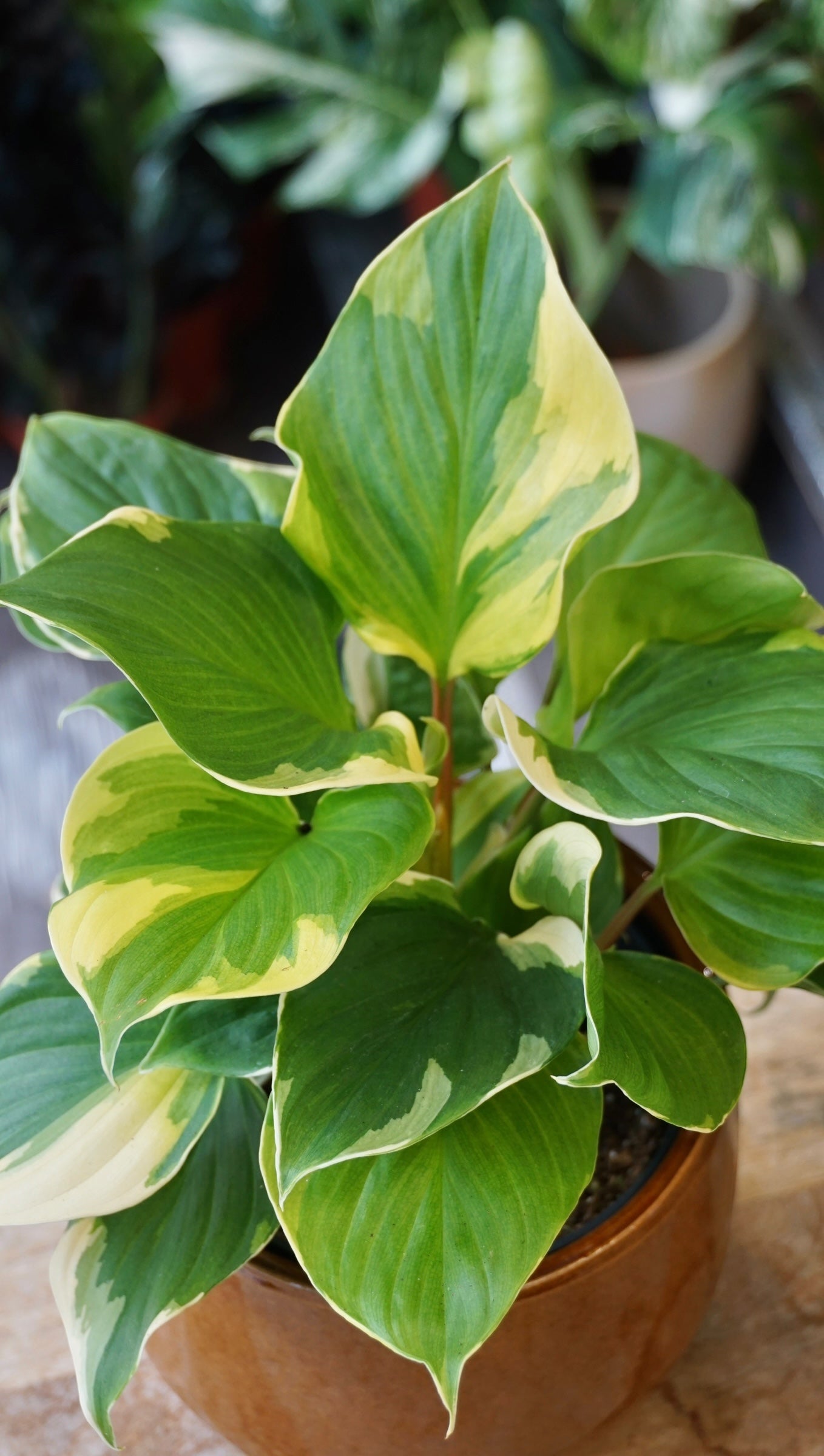 Homalomena Sunshine Variegata studio plantes rares jungle jardinerie strasbourg rare plant shop online pflanzen