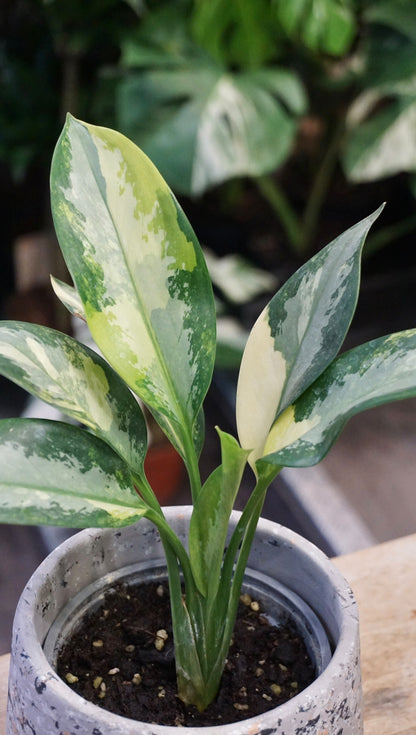 Aglaonema Suvarnabhumi Variegata studio plantes rares jungle jardinerie strasbourg rare plant shop online pflanzen
