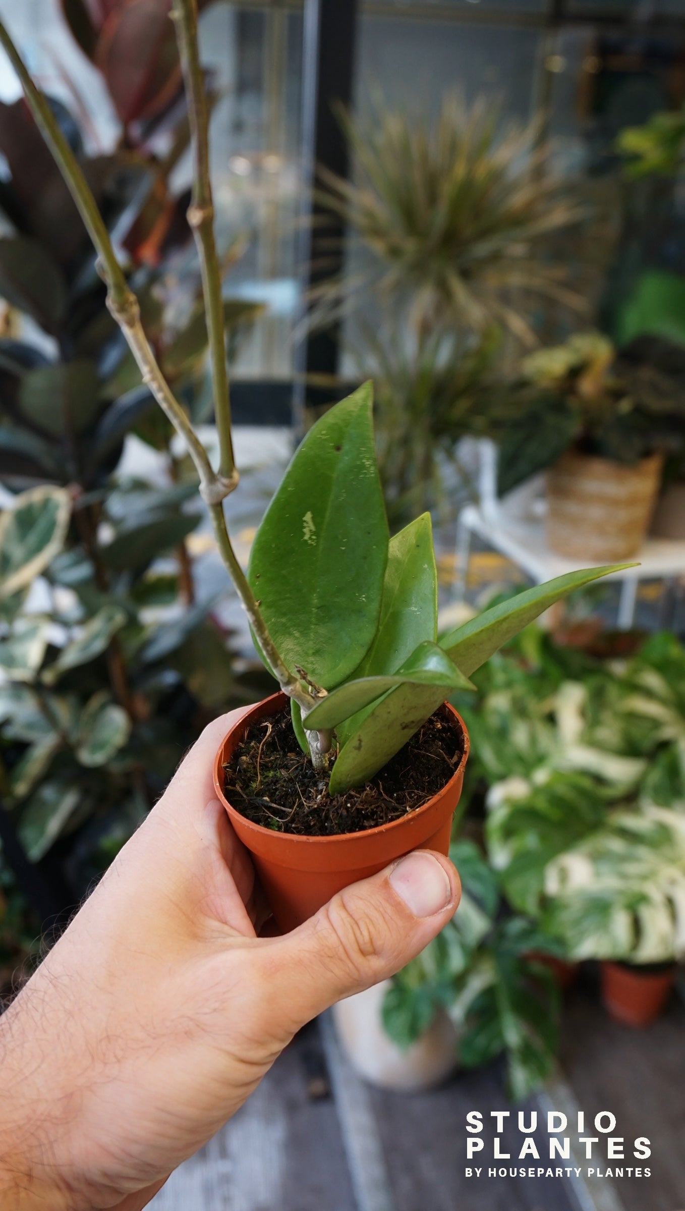 Hoya Parasitica Red Leaf