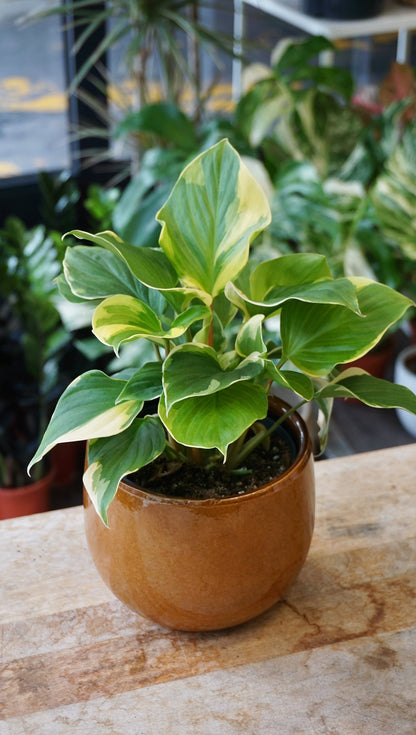 Homalomena Sunshine Variegata studio plantes rares jungle jardinerie strasbourg rare plant shop online pflanzen