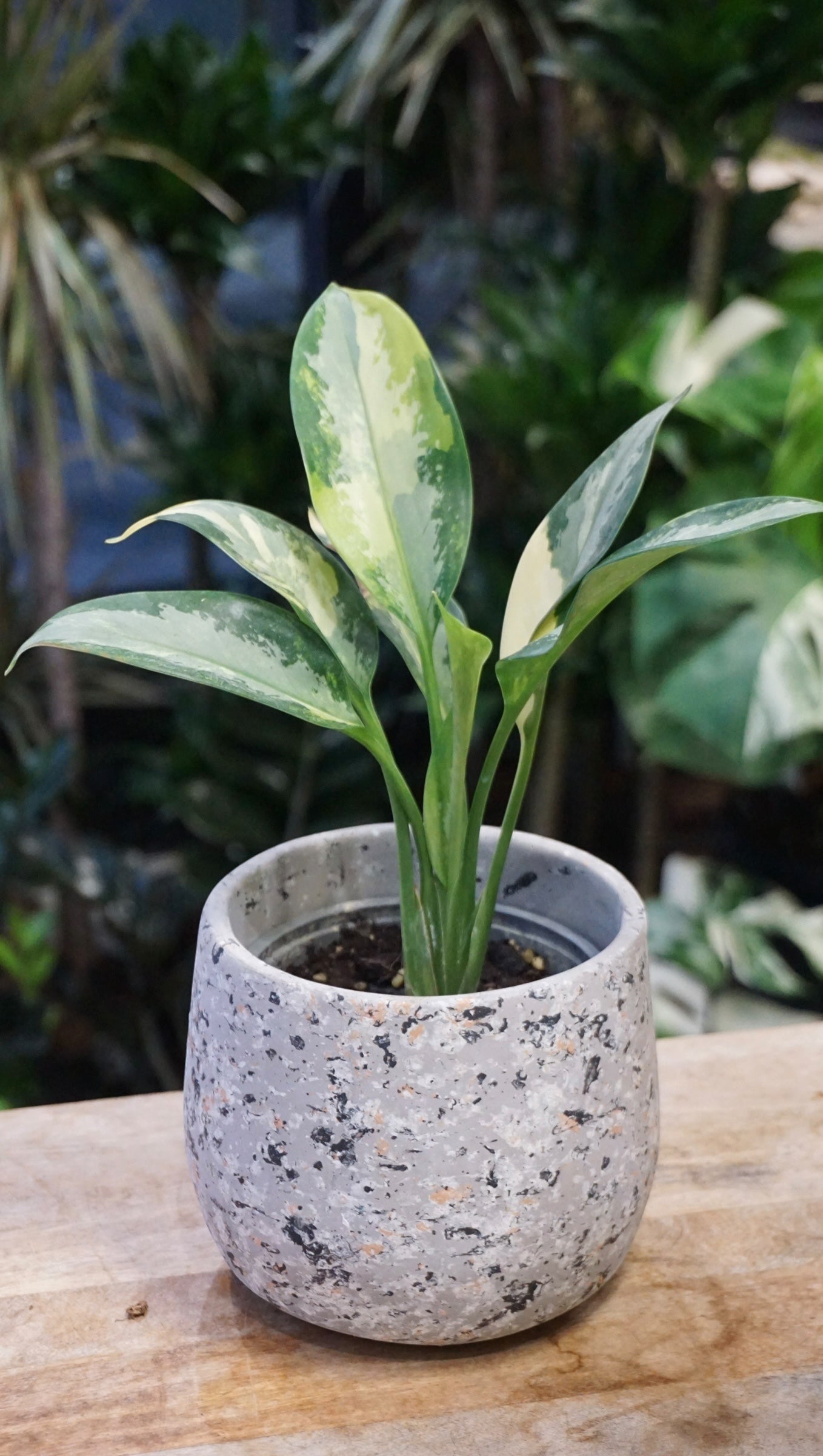 Aglaonema Suvarnabhumi Variegata studio plantes rares jungle jardinerie strasbourg rare plant shop online pflanzen